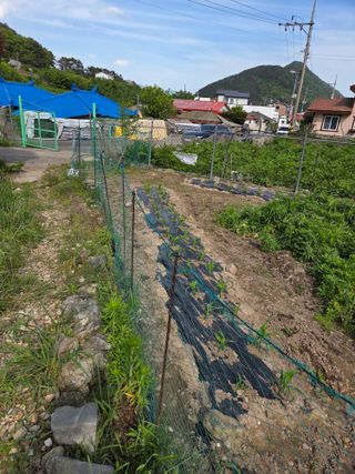 최성욱님의 감자 · 영농일지 작성글 사진