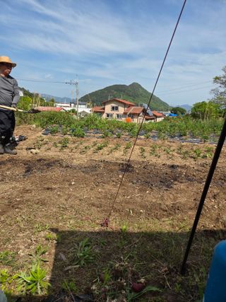 최성욱님의 감자 · 영농일지 작성글 사진