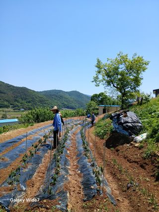 김명자님의 고추 · 영농일지 작성글 사진