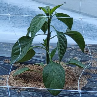 네튜럴님의 고추 · 영농일지 작성글 사진