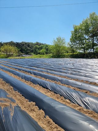 정연규님의 콩 · 영농일지 작성글 사진