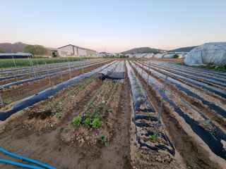 백석읍오산3리조남범님의 마늘 · 영농일지 작성글 사진
