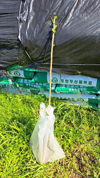 주윤발이님의 감 · 영농일지 작성글 사진