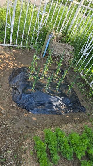 윤두현님의 기타작물 · 영농일지 작성글 사진