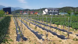 최춘득 청대산 님의 고추 · 영농일지 작성글 사진