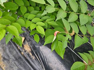 김인수님의 두릅 · 영농일지 작성글 사진