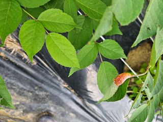 김인수님의 두릅 · 영농일지 작성글 사진