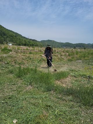 반봉현님의 기타작물 · 영농일지 작성글 사진