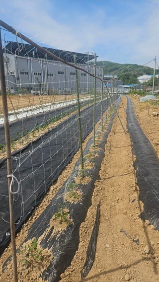 이순정님의 오이 · 영농일지 작성글 사진