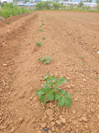 로만아빠님의 감자 · 영농일지 작성글 사진