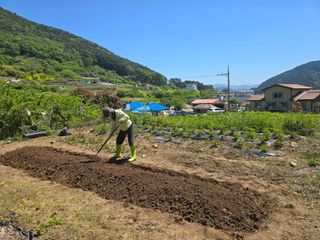 최성욱님의 고구마 · 영농일지 작성글 사진