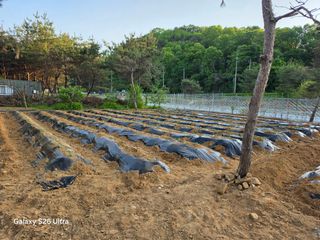 김종협님의 기타작물 · 영농일지 작성글 사진