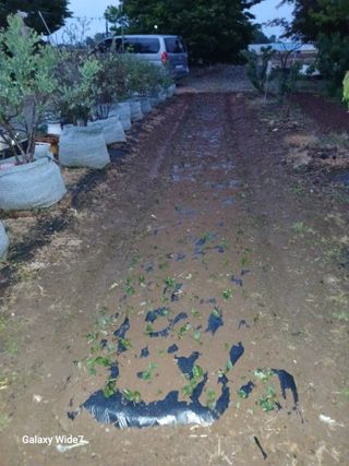 바위돌 심재성님의 참깨 · 영농일지 작성글 사진