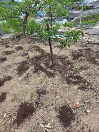 김용대님의 기타작물 · 영농일지 작성글 사진