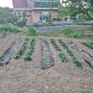 죽촌님의 기타작물 · 영농일지 작성글 사진
