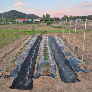죽촌님의 기타작물 · 영농일지 작성글 사진