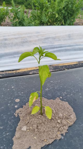 김동명님의 기타작물 · 영농일지 작성글 사진