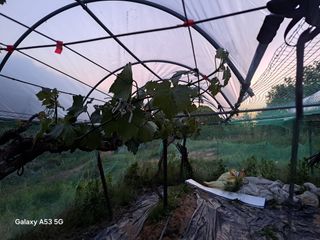 조연만님의 고구마 · 영농일지 작성글 사진