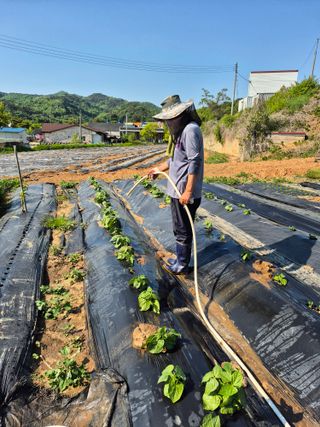 이준영님의 기타작물 · 영농일지 작성글 사진