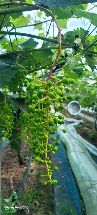 서대산향수님의 포도 · 영농일지 작성글 사진