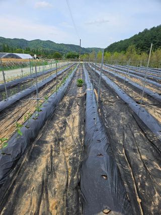 유제상님의 고추 · 영농일지 작성글 사진