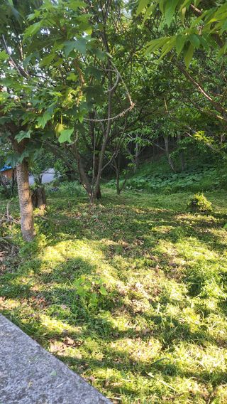 이태호님의 매실 · 영농일지 작성글 사진