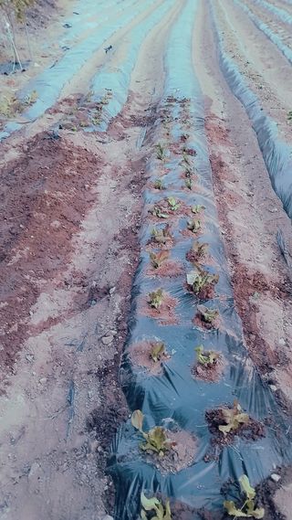 사랑으로님의 기타작물 · 영농일지 작성글 사진