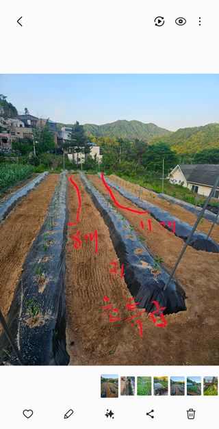 이명희님의 기타작물 · 영농일지 작성글 사진