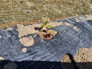 발해인님의 기타작물 · 영농일지 작성글 사진