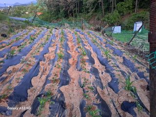 조연만님의 기타작물 · 영농일지 작성글 사진