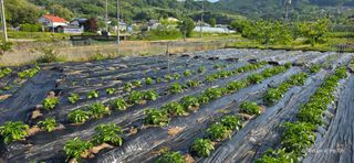 산골아찌님의 들깨 · 영농일지 작성글 사진
