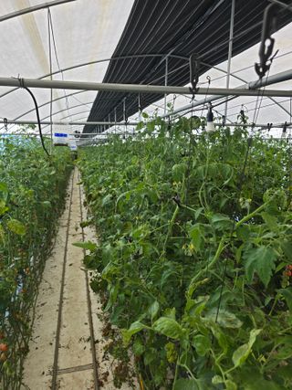 김호진님의 토마토 · 영농일지 작성글 사진
