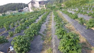 최춘득 청대산 님의 고추 · 영농일지 작성글 사진