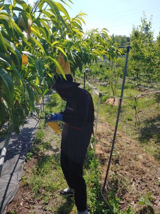 박상현님의 기타작물 · 영농일지 작성글 사진