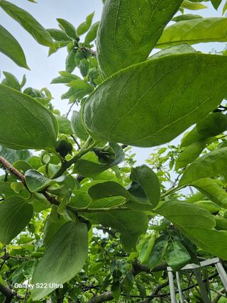 김종포님의 기타작물 · 영농일지 작성글 사진