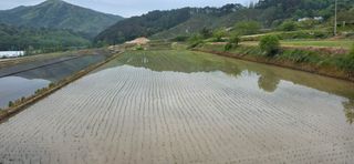 강연수님의 벼 · 영농일지 작성글 사진
