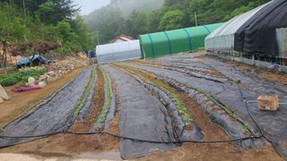 고춘석(고랑과이랑)님의 고추 · 영농일지 작성글 사진