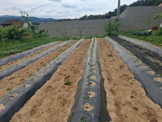 주재필님의 고추 · 영농일지 작성글 사진