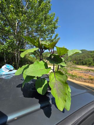 김영옥님의 기타작물 · 영농일지 작성글 사진