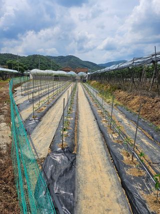 신득경님의 고추 · 영농일지 작성글 사진