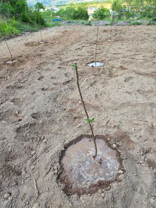 황종학님의 감 · 영농일지 작성글 사진
