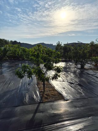 최기덕님의 복숭아 · 영농일지 작성글 사진
