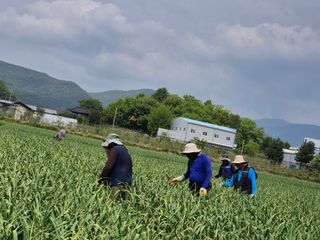 서해숙님의 마늘 · 영농일지 작성글 사진