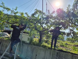 서해숙님의 마늘 · 영농일지 작성글 사진