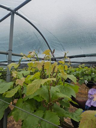 조영민님의 포도 · 영농일지 작성글 사진