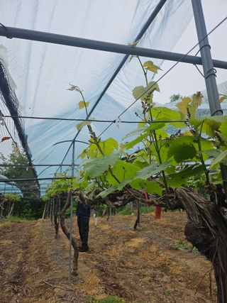 조영민님의 포도 · 영농일지 작성글 사진