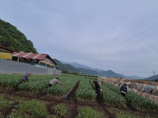 서해숙님의 마늘 · 영농일지 작성글 사진