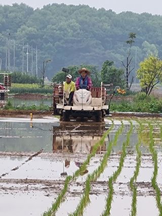 곰새끼님의 벼 · 영농일지 작성글 사진