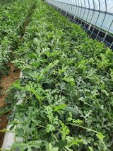김저팔계님의 작성글 사진