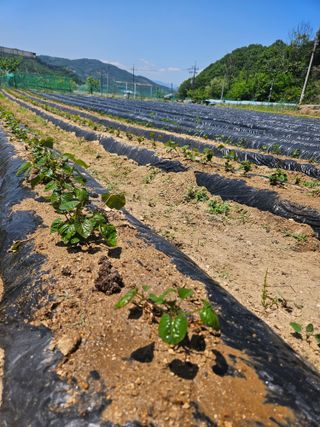드라곤해드님의 고구마 · 영농일지 작성글 사진